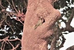 Psittacula alexandri abbotti