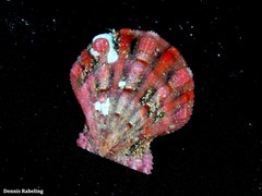 Bractechlamys corallinoides