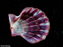 Bractechlamys corallinoides