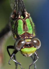 Ophiogomphus incurvatus