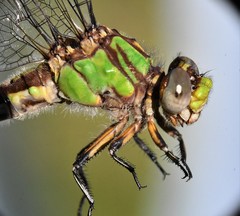 Ophiogomphus incurvatus