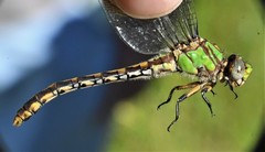 Ophiogomphus incurvatus