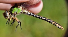 Ophiogomphus incurvatus