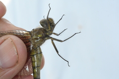 Neurocordulia yamaskanensis