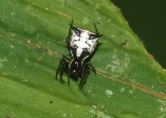 Micrathena woytkowskii