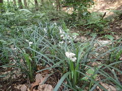 Ophiopogon planiscapus