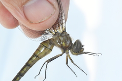 Neurocordulia yamaskanensis