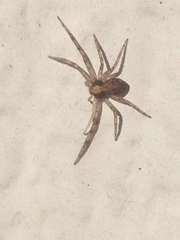 Philodromus undarum