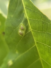 Phylloxera foveola