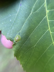 Phylloxera foveola