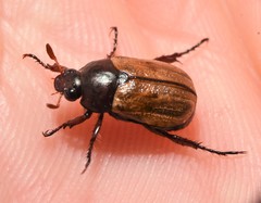 Anomala binotata