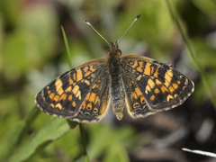 Phyciodes batesii