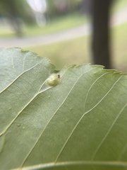 Phylloxera foveola
