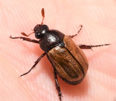 Anomala binotata