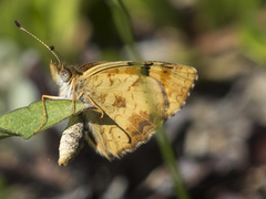 Phyciodes batesii