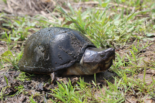 Razor-backed Musk Turtle