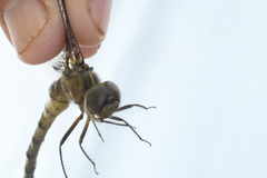 Neurocordulia yamaskanensis