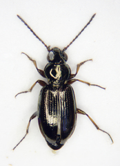 Bembidion properans
