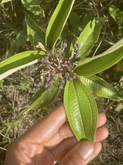 Miconia stenostachya