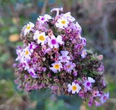 Lippia rotundifolia