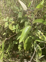 Miconia stenostachya