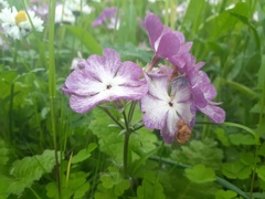 Primula sieboldii