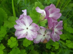 Primula sieboldii