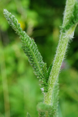 Achillea pannonica