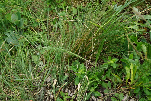 Image of Achillea pannonica by (c) Patrick Hacker, some rights reserved (CC BY)