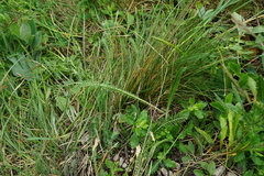 Achillea pannonica