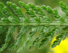Achillea pannonica
