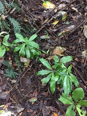 Planchonella costata