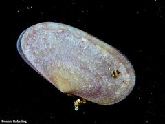 Gari costulata