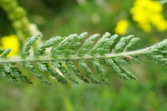 Achillea pannonica