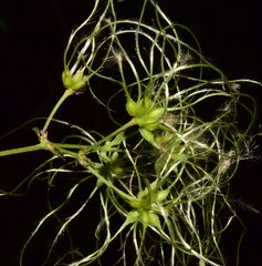 Clematis acapulcensis