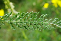 Achillea pannonica