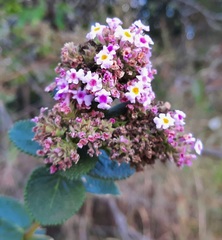 Lippia rotundifolia