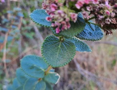 Lippia rotundifolia