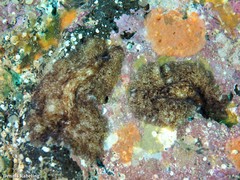 Pericelis cata