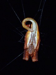 Arachnura melanura