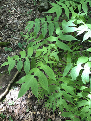 Polymnia laevigata