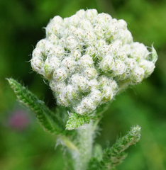 Achillea pannonica
