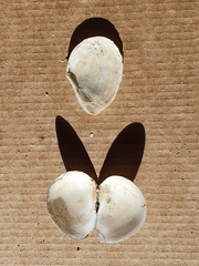 Macomona liliana image