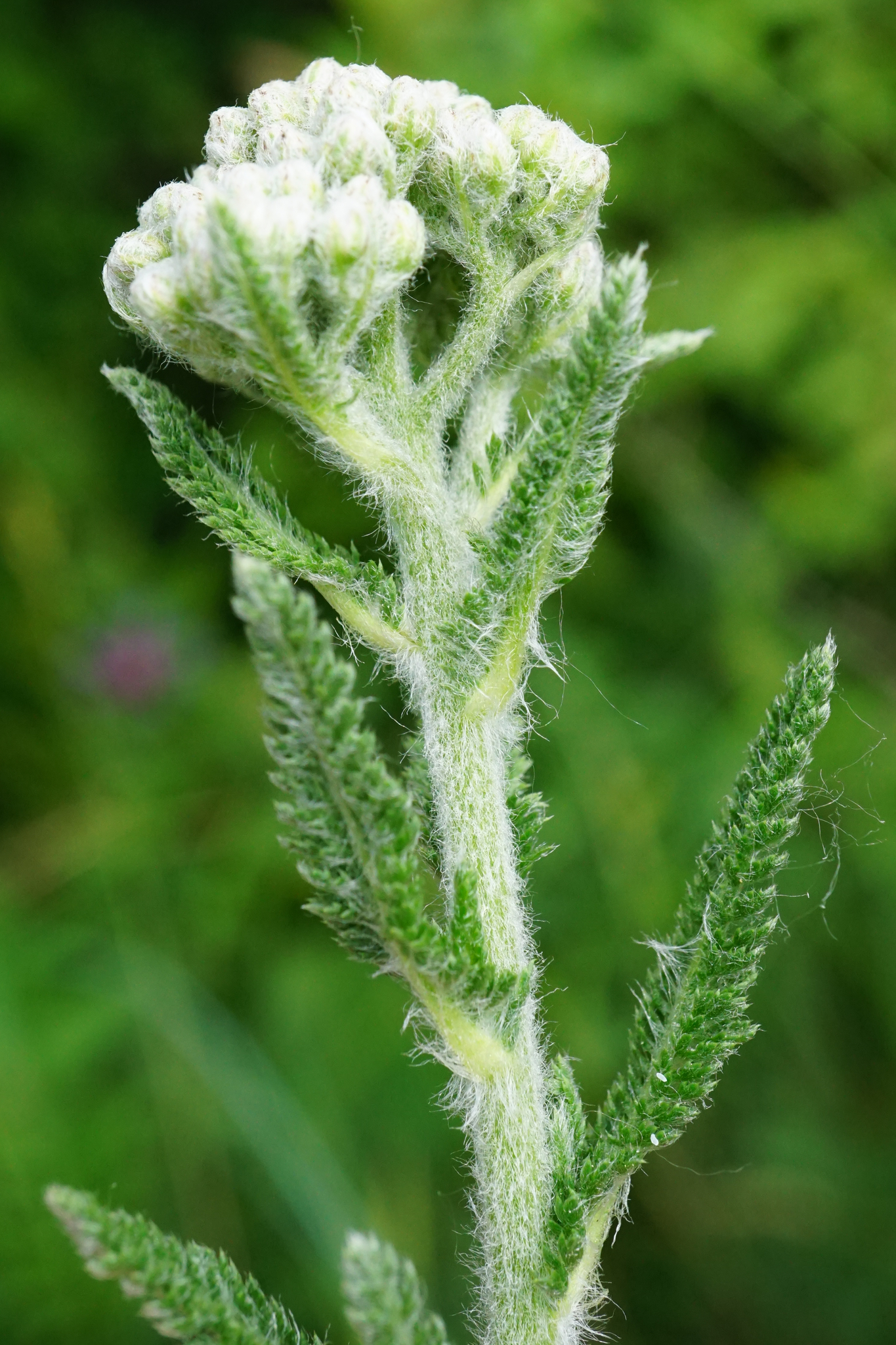 Achillea pannonica