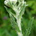 Hungarian Yarrow - Photo (c) Patrick Hacker, some rights reserved (CC BY), uploaded by Patrick Hacker
