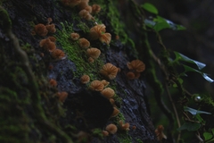 Marasmiellus alliiodorus