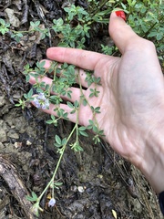 Medicago lessingii