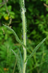 Achillea pannonica