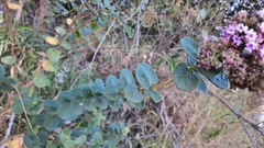 Lippia rotundifolia