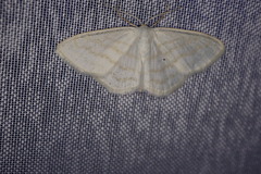 Scopula caricaria